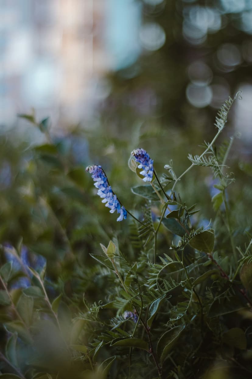 Wigilia staje się świętem – co to oznacza dla grafików i list płac 24 grudnia 2025 r.